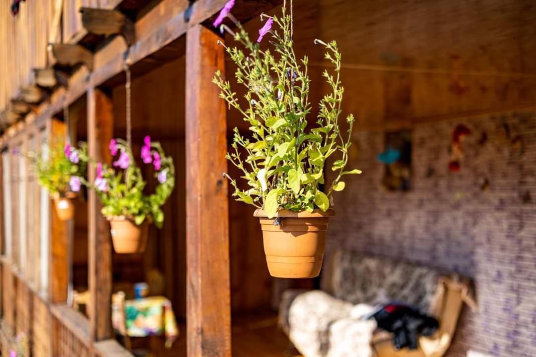 Guest House Old Omalo Ngoại thất bức ảnh